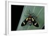 Euchromia Folletii (South African Day-Flying Moth)-Paul Starosta-Framed Photographic Print