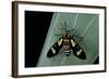 Euchromia Folletii (South African Day-Flying Moth)-Paul Starosta-Framed Photographic Print