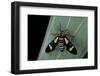 Euchromia Folletii (South African Day-Flying Moth)-Paul Starosta-Framed Photographic Print