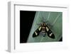 Euchromia Folletii (South African Day-Flying Moth)-Paul Starosta-Framed Photographic Print