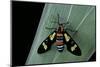 Euchromia Folletii (South African Day-Flying Moth)-Paul Starosta-Mounted Photographic Print