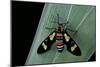 Euchromia Folletii (South African Day-Flying Moth)-Paul Starosta-Mounted Photographic Print