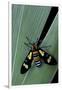 Euchromia Folletii (South African Day-Flying Moth)-Paul Starosta-Framed Photographic Print