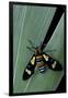 Euchromia Folletii (South African Day-Flying Moth)-Paul Starosta-Framed Photographic Print