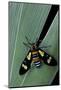 Euchromia Folletii (South African Day-Flying Moth)-Paul Starosta-Mounted Photographic Print