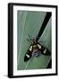 Euchromia Folletii (South African Day-Flying Moth)-Paul Starosta-Framed Photographic Print