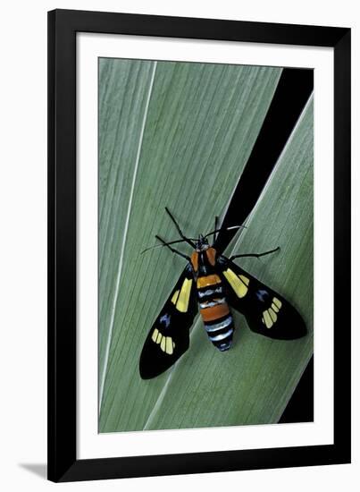 Euchromia Folletii (South African Day-Flying Moth)-Paul Starosta-Framed Photographic Print