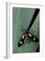 Euchromia Folletii (South African Day-Flying Moth)-Paul Starosta-Framed Photographic Print