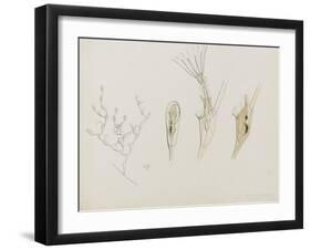 Eucratea Chelata Scruparia: Bryozoan: Moss Animal-Philip Henry Gosse-Framed Giclee Print