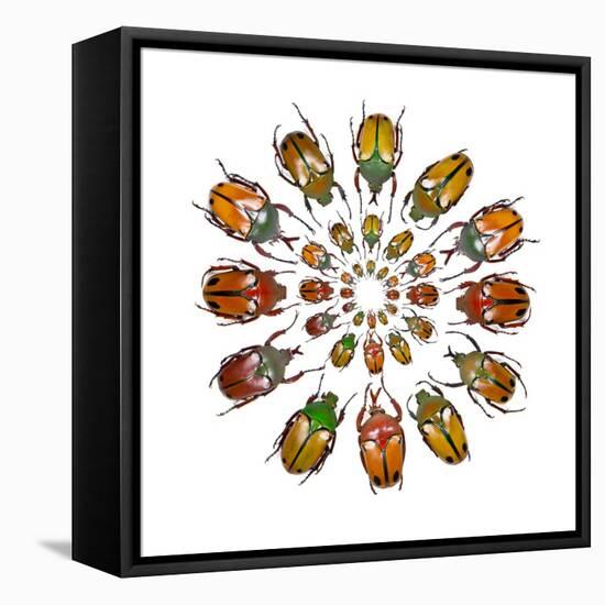 Eudicella Flower Beetles from African in a Circular Design Pattern-Darrell Gulin-Framed Stretched Canvas