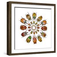 Eudicella Flower Beetles from African in a Circular Design Pattern-Darrell Gulin-Framed Photographic Print