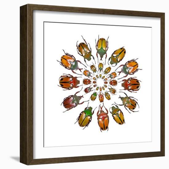 Eudicella Flower Beetles from African in a Circular Design Pattern-Darrell Gulin-Framed Photographic Print