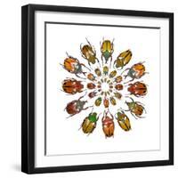 Eudicella Flower Beetles from African in a Circular Design Pattern-Darrell Gulin-Framed Photographic Print