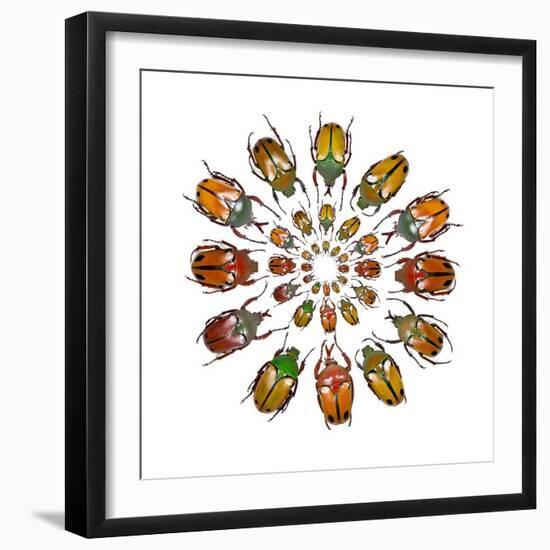 Eudicella Flower Beetles from African in a Circular Design Pattern-Darrell Gulin-Framed Photographic Print