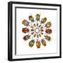 Eudicella Flower Beetles from African in a Circular Design Pattern-Darrell Gulin-Framed Photographic Print