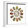 Eudicella Flower Beetles from African in a Circular Design Pattern-Darrell Gulin-Framed Photographic Print