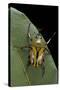 Eudicella Gralli Schultzeorum (Flamboyant Flower Beetle)-Paul Starosta-Stretched Canvas