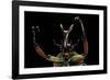 Eudicella Gralli Schultzeorum (Flamboyant Flower Beetle)-Paul Starosta-Framed Photographic Print