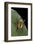 Eudicella Gralli Schultzeorum (Flamboyant Flower Beetle)-Paul Starosta-Framed Photographic Print