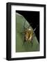 Eudicella Gralli Schultzeorum (Flamboyant Flower Beetle)-Paul Starosta-Framed Photographic Print