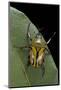 Eudicella Gralli Schultzeorum (Flamboyant Flower Beetle)-Paul Starosta-Mounted Photographic Print