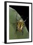 Eudicella Gralli Schultzeorum (Flamboyant Flower Beetle)-Paul Starosta-Framed Photographic Print