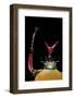 Eudicella Gralli Schultzeorum (Flamboyant Flower Beetle)-Paul Starosta-Framed Photographic Print