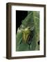 Eudicella Gralli Schultzeorum (Flamboyant Flower Beetle)-Paul Starosta-Framed Photographic Print