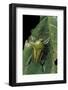 Eudicella Gralli Schultzeorum (Flamboyant Flower Beetle)-Paul Starosta-Framed Photographic Print