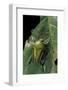 Eudicella Gralli Schultzeorum (Flamboyant Flower Beetle)-Paul Starosta-Framed Photographic Print