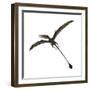 Eudimorphodon, a Pterosuar from the Late Triassic Period-null-Framed Premium Giclee Print