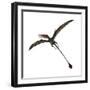 Eudimorphodon, a Pterosuar from the Late Triassic Period-null-Framed Premium Giclee Print