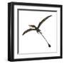 Eudimorphodon, a Pterosuar from the Late Triassic Period-null-Framed Art Print