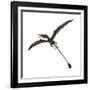 Eudimorphodon, a Pterosuar from the Late Triassic Period-null-Framed Art Print