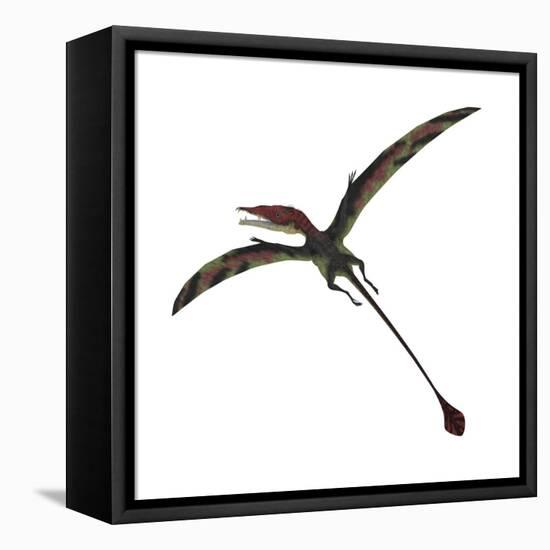 Eudimorphodon, a Pterosuar from the Late Triassic Period-null-Framed Stretched Canvas