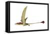 Eudimorphodon, Artwork-null-Framed Stretched Canvas