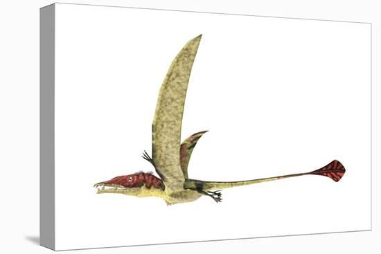 Eudimorphodon, Artwork-null-Stretched Canvas