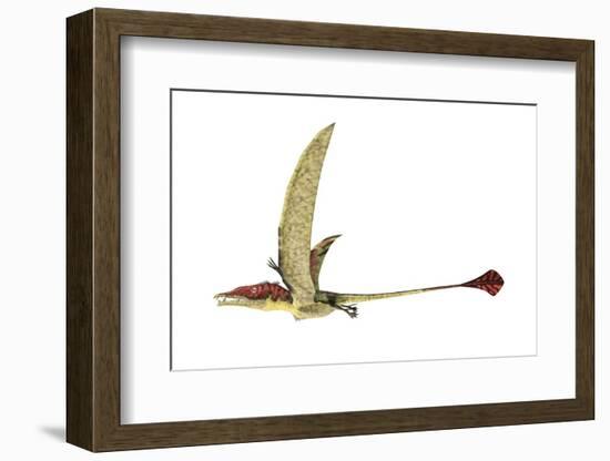 Eudimorphodon, Artwork-null-Framed Photographic Print