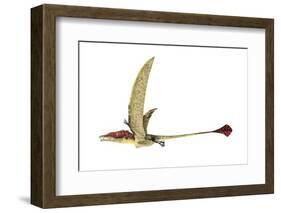 Eudimorphodon, Artwork-null-Framed Photographic Print