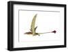 Eudimorphodon, Artwork-null-Framed Photographic Print