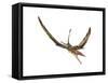 Eudimorphodon Flying Prehistoric Reptile-null-Framed Stretched Canvas