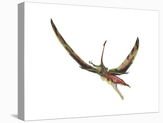 Eudimorphodon Flying Prehistoric Reptile-null-Stretched Canvas