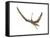 Eudimorphodon Flying Prehistoric Reptile-null-Framed Stretched Canvas