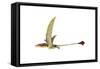 Eudimorphodon Flying Prehistoric Reptile-null-Framed Stretched Canvas