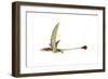 Eudimorphodon Flying Prehistoric Reptile-null-Framed Premium Giclee Print