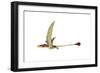 Eudimorphodon Flying Prehistoric Reptile-null-Framed Art Print