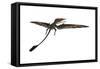 Eudimorphodon Was a Pterosaur That Lived During the Triassic Period-null-Framed Stretched Canvas