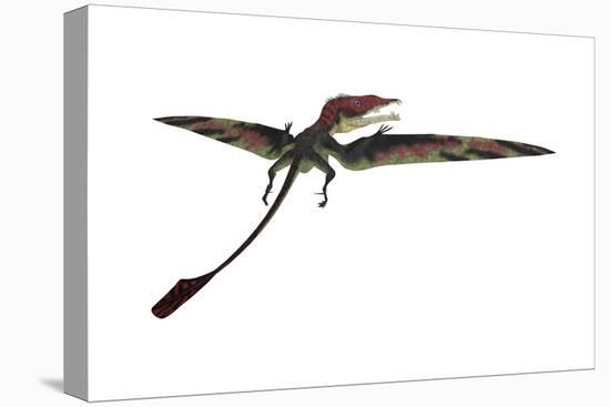 Eudimorphodon Was a Pterosaur That Lived During the Triassic Period-null-Stretched Canvas