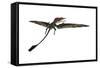 Eudimorphodon Was a Pterosaur That Lived During the Triassic Period-null-Framed Stretched Canvas