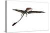 Eudimorphodon Was a Pterosaur That Lived During the Triassic Period-null-Stretched Canvas